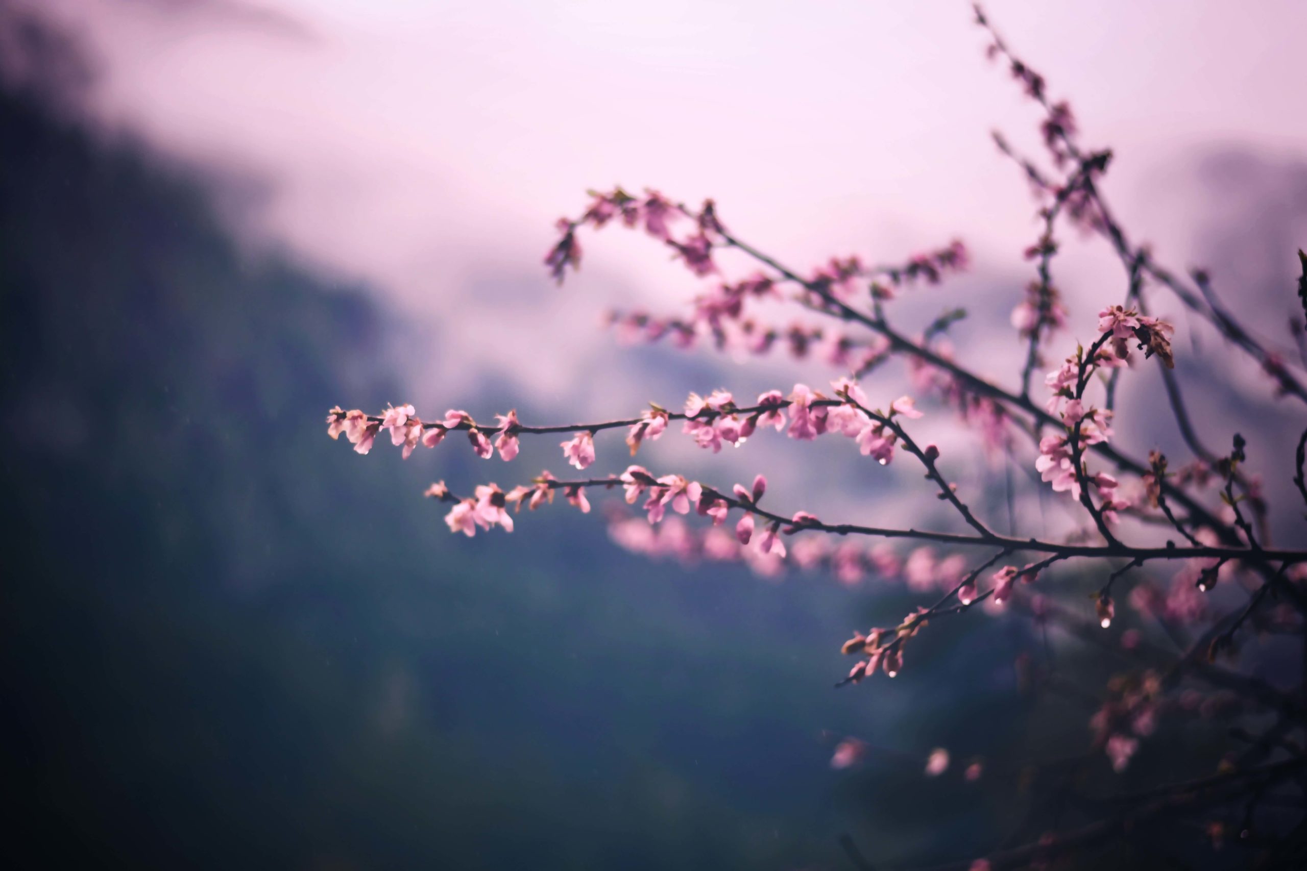 På billedet ses en del grene fra et træ med lyserøde blomster på